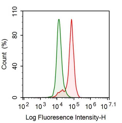 Polyclonal Antibody to Extracellular Signal Regulated Kinase 2 (ERK2)