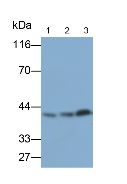 Polyclonal Antibody to Extracellular Signal Regulated Kinase 2 (ERK2)