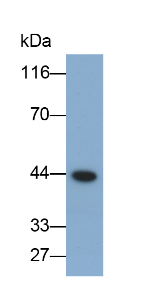 Polyclonal Antibody to Extracellular Signal Regulated Kinase 2 (ERK2)