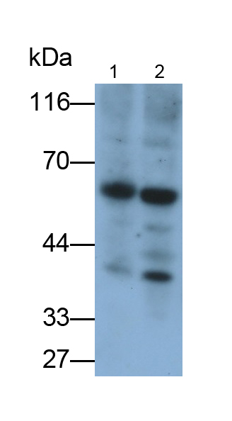 Polyclonal Antibody to Signal Regulatory Protein Alpha (SIRPa)