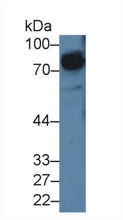 Polyclonal Antibody to Signal Regulatory Protein Alpha (SIRPa)