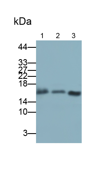 Polyclonal Antibody to Cyclophilin A (CYPA)