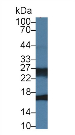 Polyclonal Antibody to Cyclophilin A (CYPA)