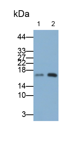 Polyclonal Antibody to Cyclophilin A (CYPA)