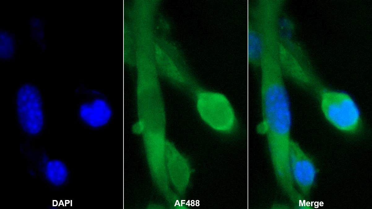 Polyclonal Antibody to Cyclophilin A (CYPA)