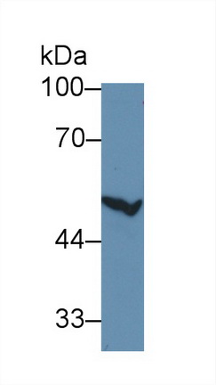 Polyclonal Antibody to Cytochrome P450 2E1 (CYP2E1)