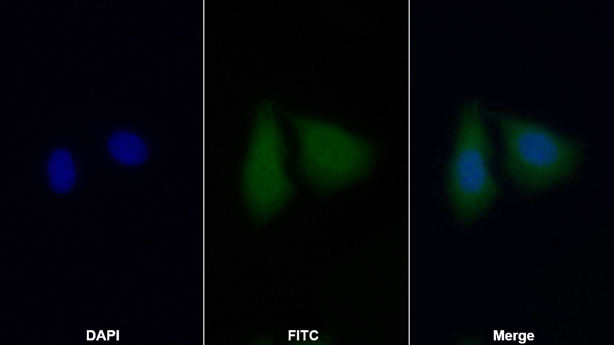 Polyclonal Antibody to Cytochrome P450 2E1 (CYP2E1)