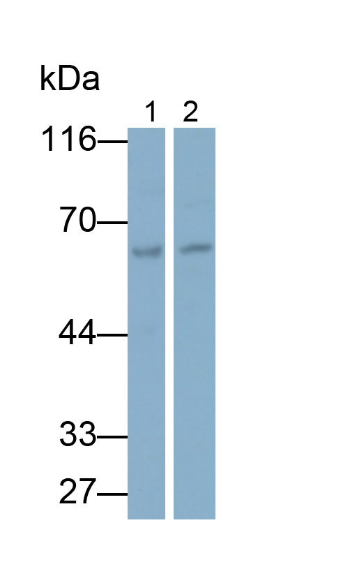 Polyclonal Antibody to Glypican 4 (GPC4)