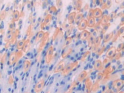 Polyclonal Antibody to Integrin Associated Protein (IAP)