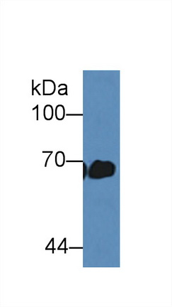 Polyclonal Antibody to Albumin (ALB)