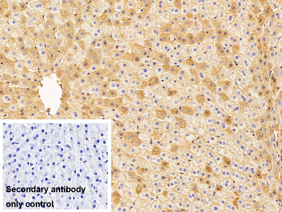 Polyclonal Antibody to Albumin (ALB)