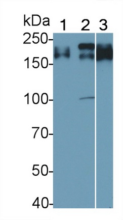 Polyclonal Antibody to Protein Tyrosine Phosphatase Receptor Type C (CD45)