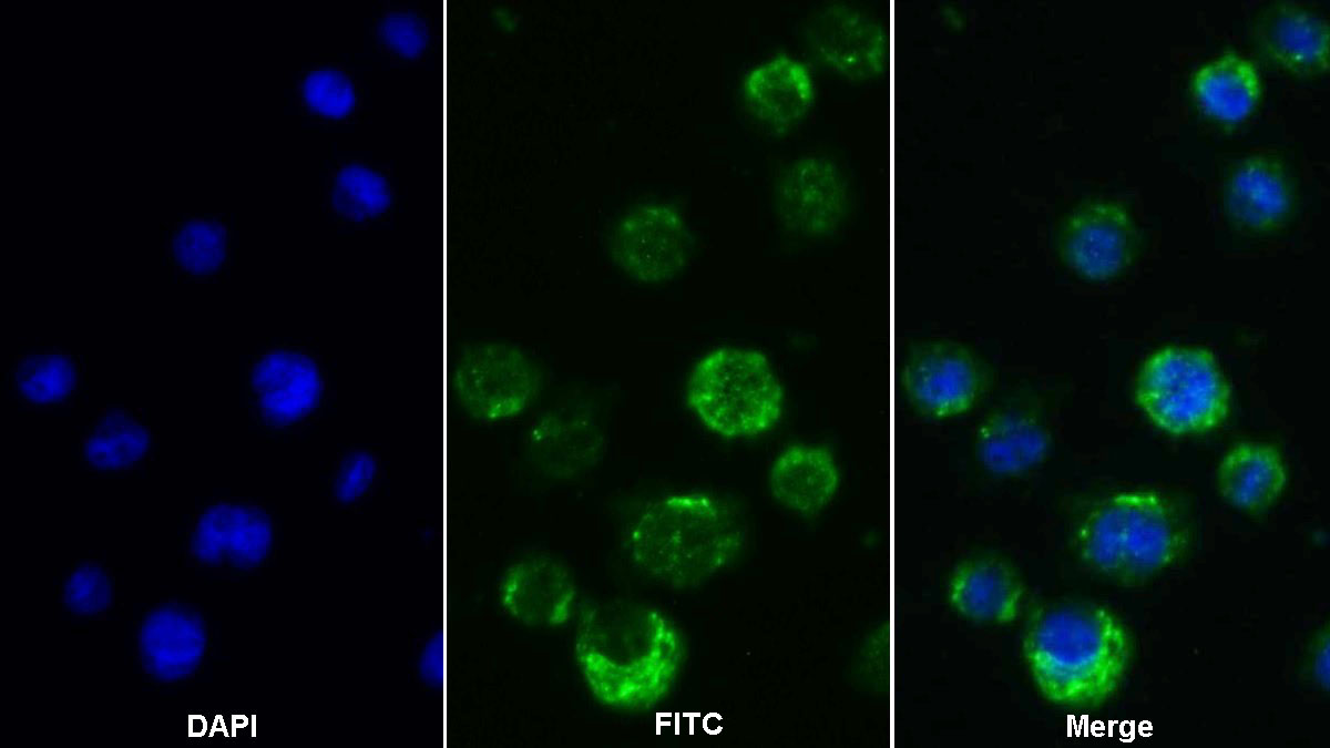 Polyclonal Antibody to Protein Tyrosine Phosphatase Receptor Type C (CD45)