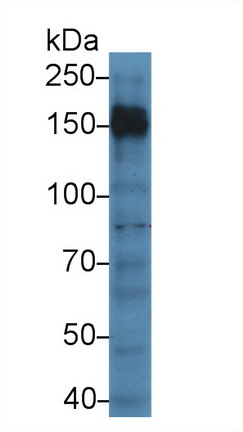 Polyclonal Antibody to Protein Tyrosine Phosphatase Receptor Type C (CD45)