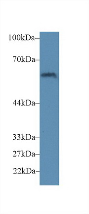 Polyclonal Antibody to Cluster Of Differentiation 15 (CD15)