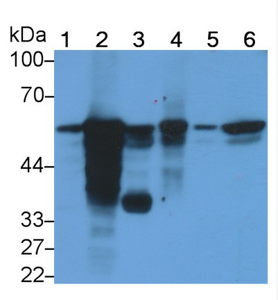 Polyclonal Antibody to Protein Disulfide Isomerase (PDI)