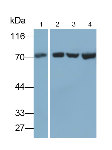 Polyclonal Antibody to Heat Shock 70kDa Protein 1 Like Protein (HSPA1L)