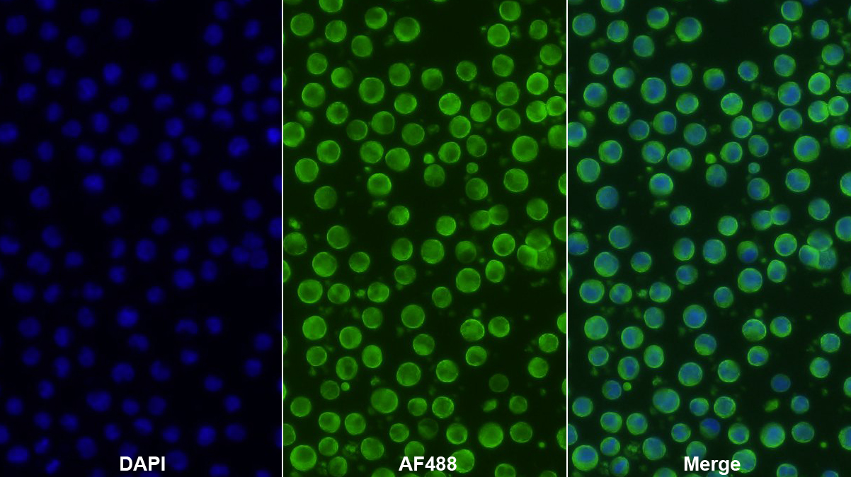 Polyclonal Antibody to Heat Shock 70kDa Protein 1 Like Protein (HSPA1L)