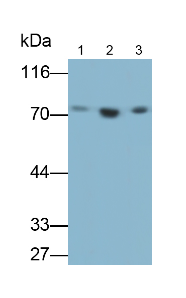 Polyclonal Antibody to Heat Shock 70kDa Protein 1 Like Protein (HSPA1L)