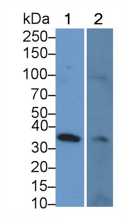 Polyclonal Antibody to Polymeric Immunoglobulin Receptor (PIGR)