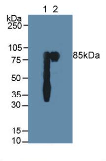 Polyclonal Antibody to Polymeric Immunoglobulin Receptor (PIGR)