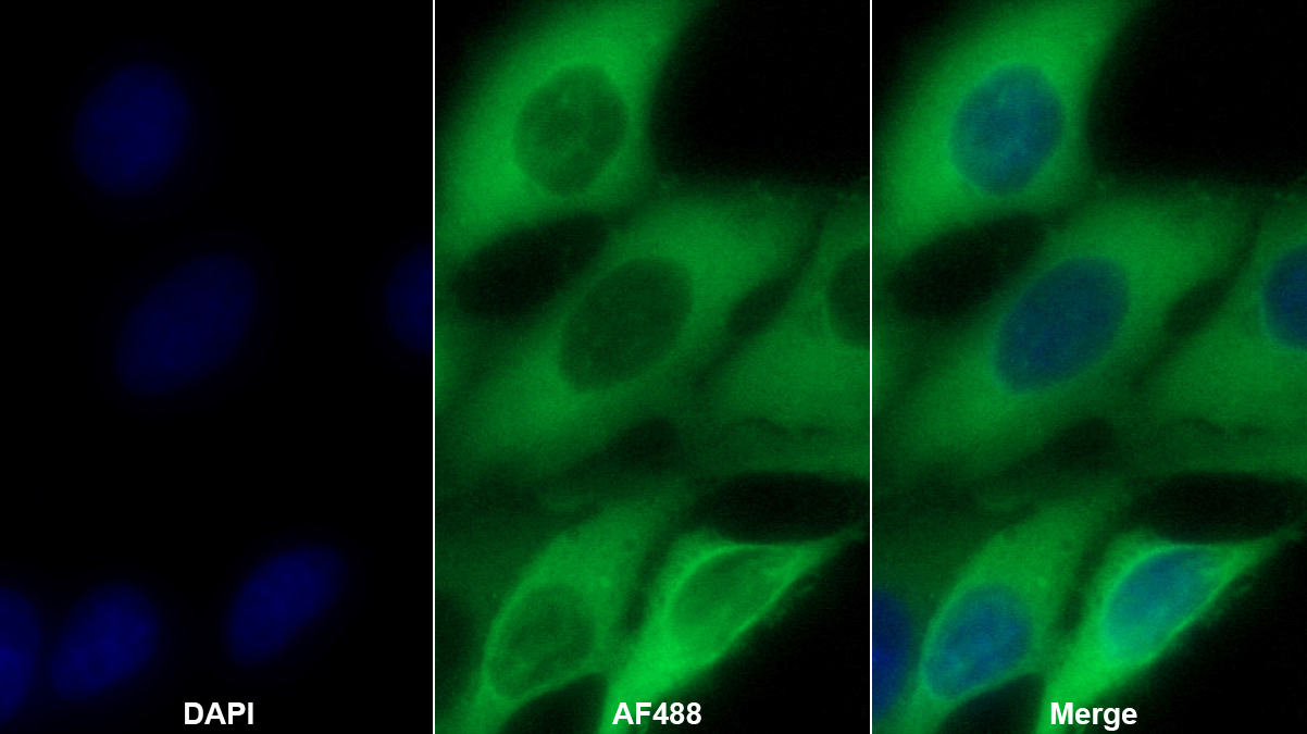 Polyclonal Antibody to Heat Shock 70kDa Protein 1A (HSPA1A)