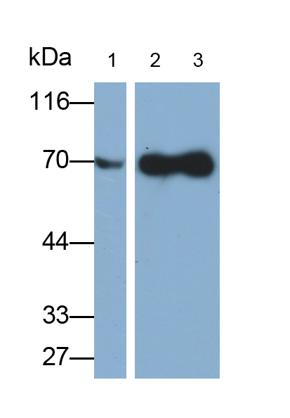 Polyclonal Antibody to Heat Shock 70kDa Protein 1A (HSPA1A)