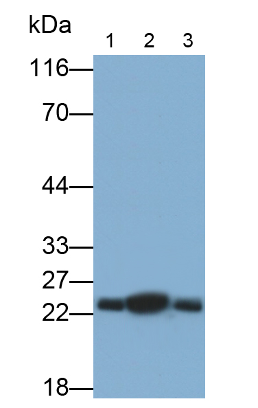 Polyclonal Antibody to Superoxide Dismutase 2, Mitochondrial (SOD2)