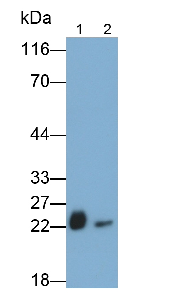 Polyclonal Antibody to Superoxide Dismutase 2, Mitochondrial (SOD2)