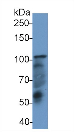 Polyclonal Antibody to Nucleoporin 107kDa (NUP107)