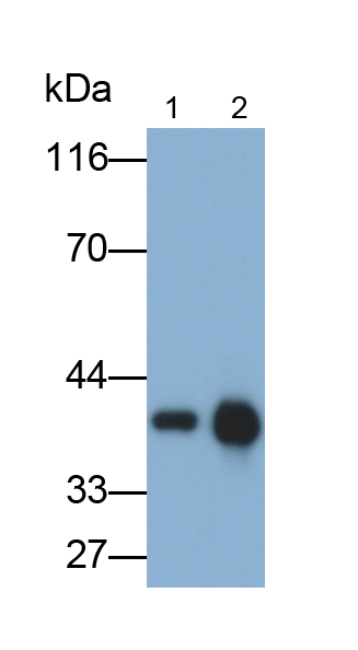 Polyclonal Antibody to Arginase (ARG)