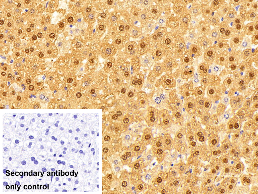Polyclonal Antibody to Arginase (ARG)