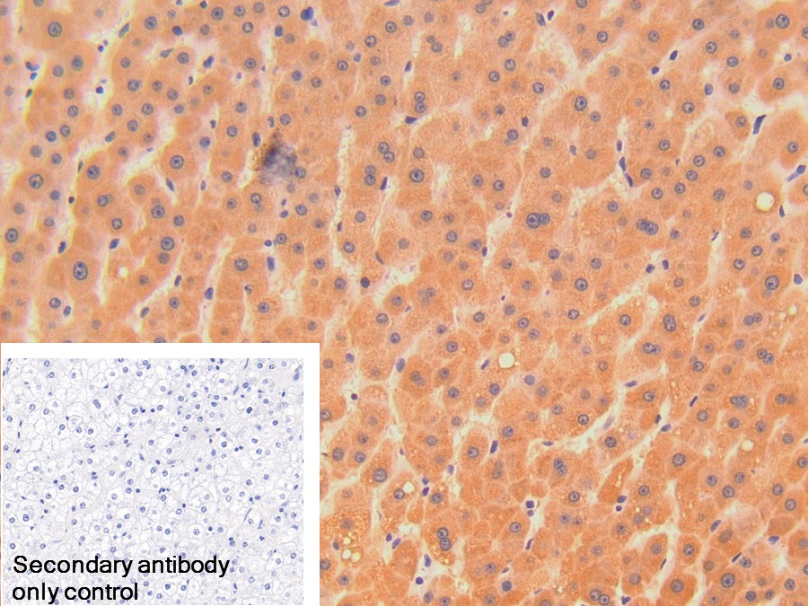 Polyclonal Antibody to Deoxyribonuclease I (DNASE1)