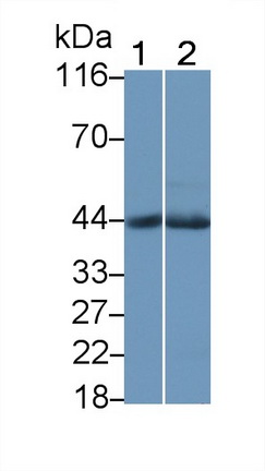 Polyclonal Antibody to c-Jun N-terminal Kinase 1 (JNK1)