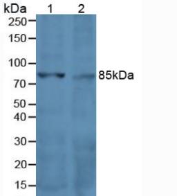 Polyclonal Antibody to Transferrin Receptor (TFR)