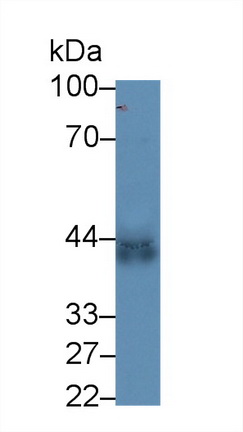 Polyclonal Antibody to Clusterin (CLU)