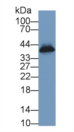 Polyclonal Antibody to Clusterin (CLU)