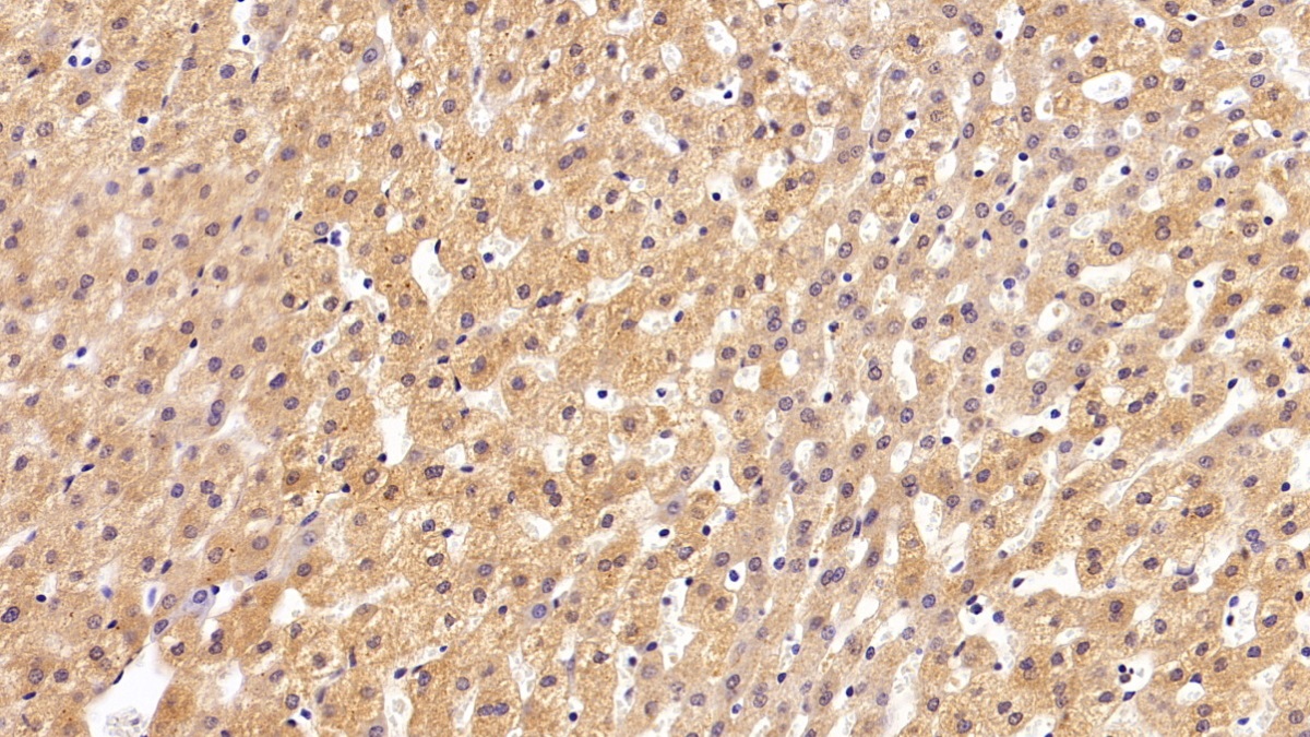 Polyclonal Antibody to Clusterin (CLU)