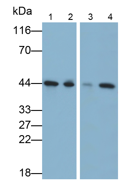 Polyclonal Antibody to Clusterin (CLU)