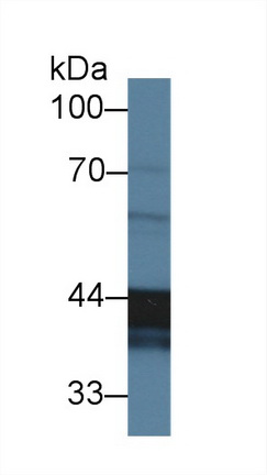 Polyclonal Antibody to Clusterin (CLU)