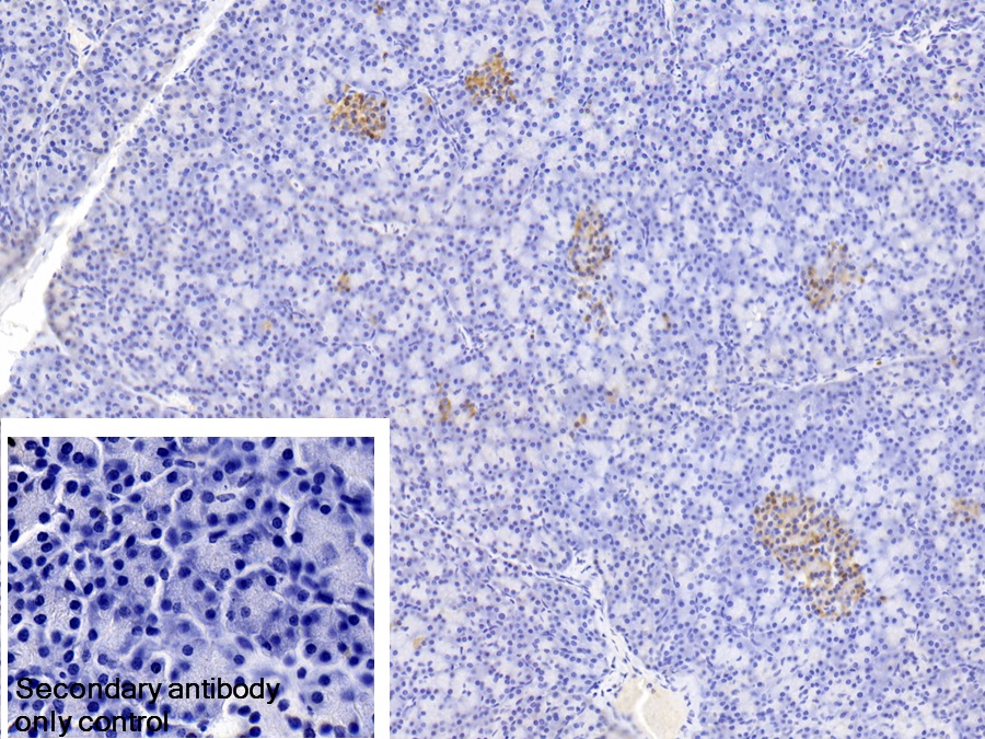 Polyclonal Antibody to Clusterin (CLU)