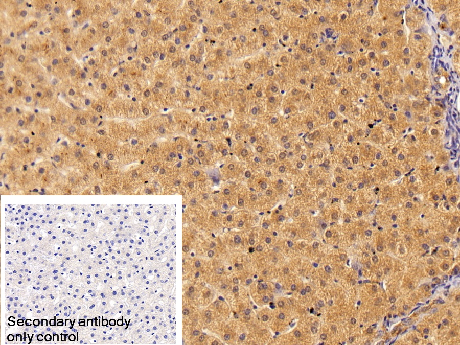 Polyclonal Antibody to Clusterin (CLU)