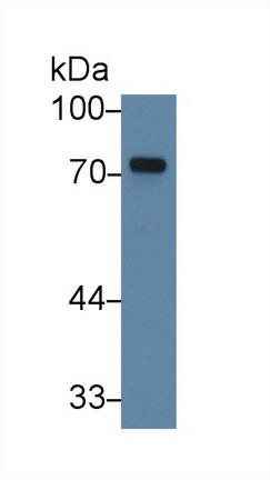 Polyclonal Antibody to Taxilin Alpha (TXLNa)