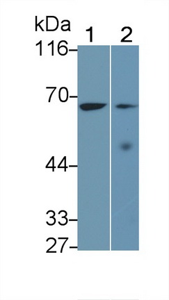 Polyclonal Antibody to Interleukin 27 Receptor Alpha (IL27Ra)