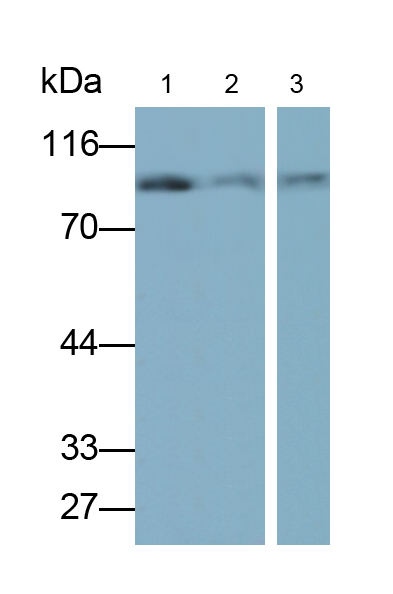 Polyclonal Antibody to Nucleoporin 88 (NUP88)