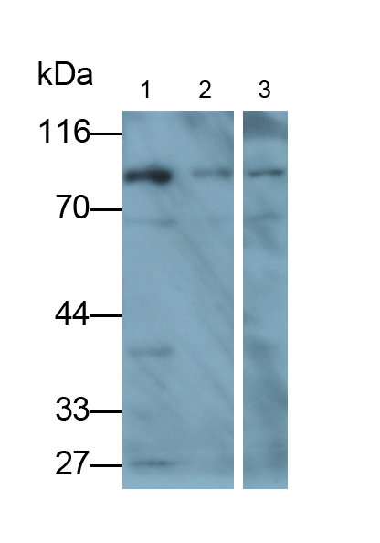 Polyclonal Antibody to Nucleoporin 88 (NUP88)
