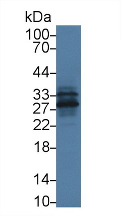 Polyclonal Antibody to Granzyme K (GZMK)