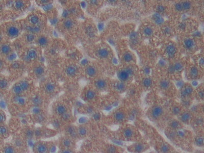 Polyclonal Antibody to Contactin-associated protein-like 4 (CNTNAP4)
