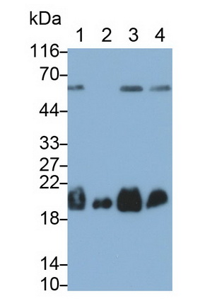 Polyclonal Antibody to Synuclein Alpha (SNCa)