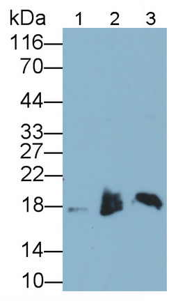 Polyclonal Antibody to Synuclein Alpha (SNCa)